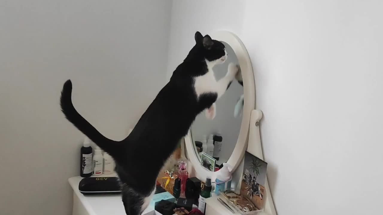 my cat sees herself in the mirror