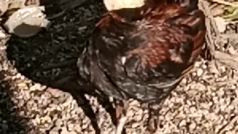 my chicken stag