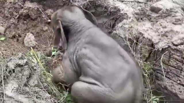 Rescuers perform CPR on elephant in Thailand