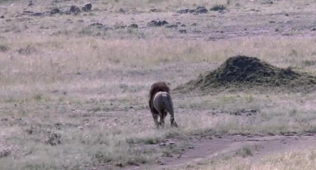 Lions on the Prairie