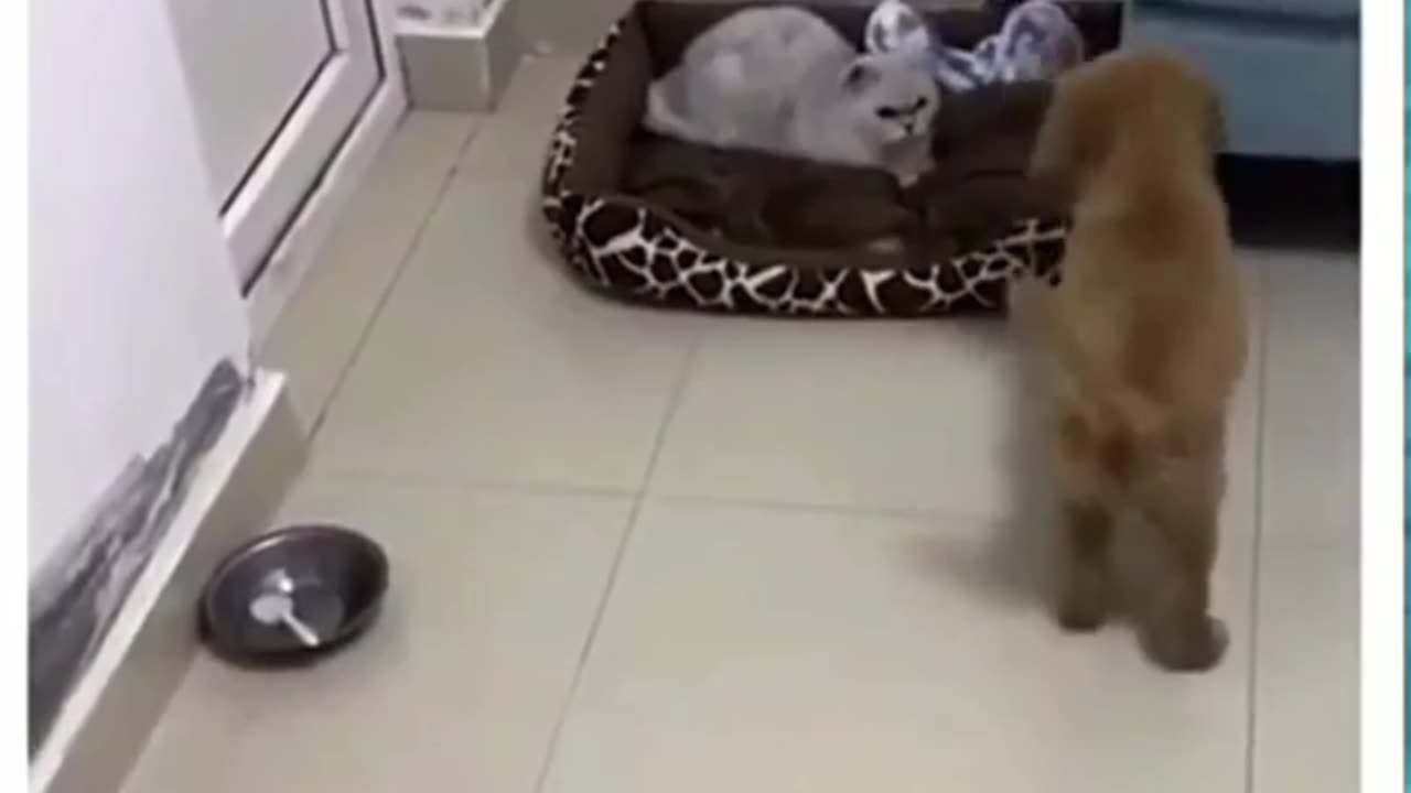 Funny cats video 2023 cats funny cats fight with other cats funny cats Animals funny video 2023