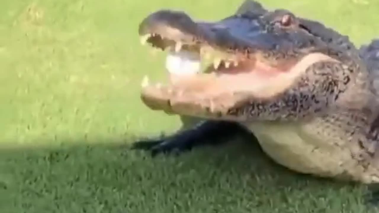 Gator Dares Golfer To Get His Ball