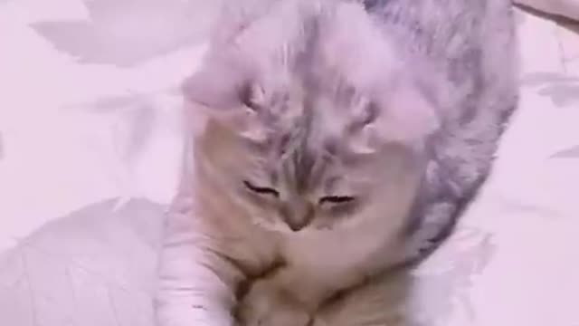 Funny cat video