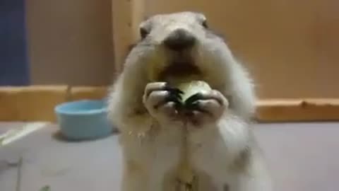 Cute hamster