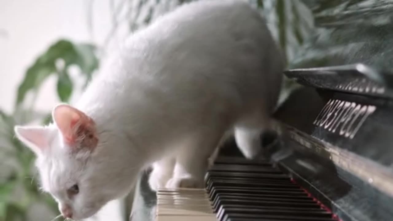 Cute Cat with Piano