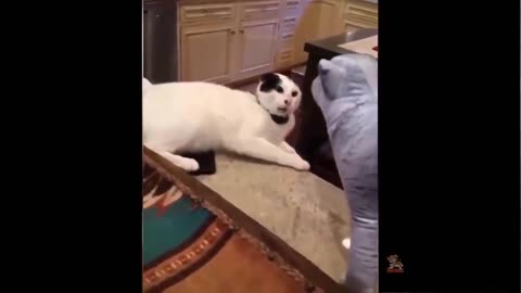 Funniest Animals Best Of The 2021 Funny Animal Videos