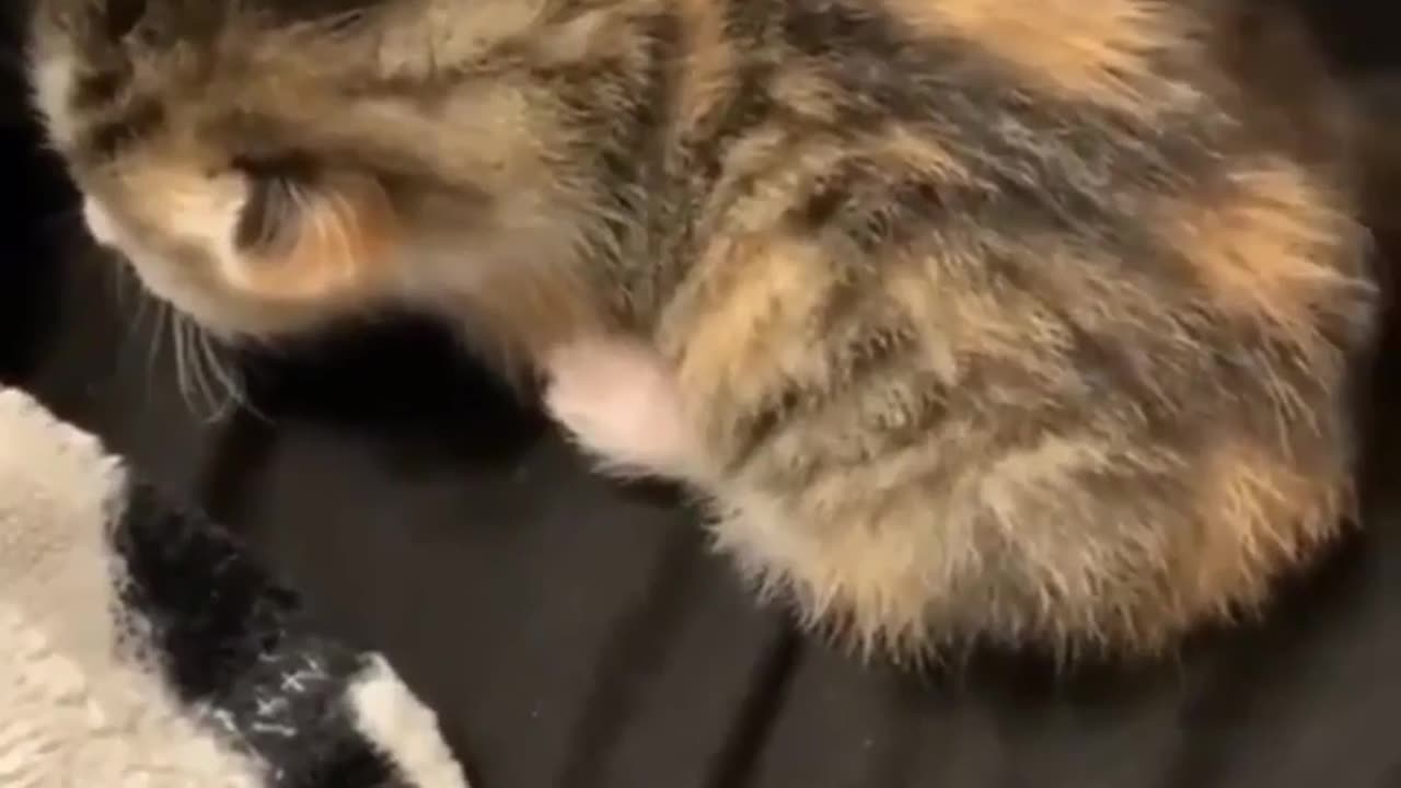 Kitten shocked over touch