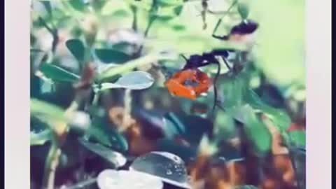 Ants world