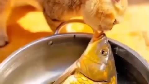 Funny Video Cat Kiss with Fish Il Ashok Rajput Comedy