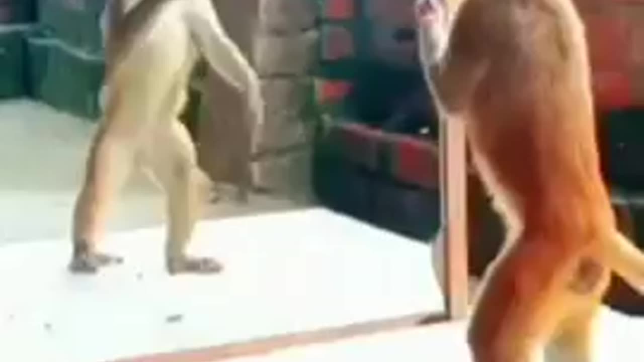 Monkey_shorts_viral