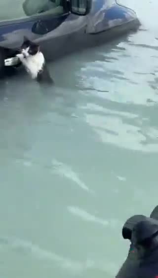 Dubai police rescue a stranded cat after record rain and massive flooding in UAE