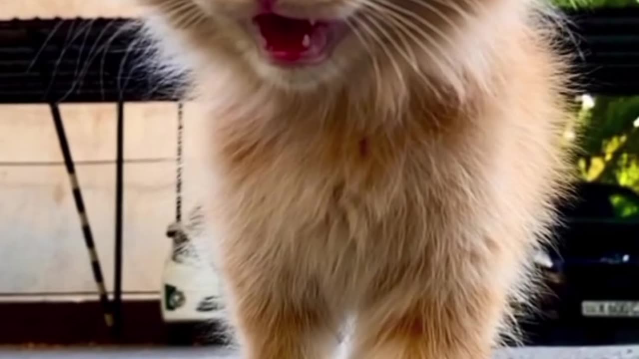 Soft and Cute Cat 🐈 is walking in slow 😎😘👈#Korejovlogs #Viral #shorts #Attractiveness #cats #catsshorts