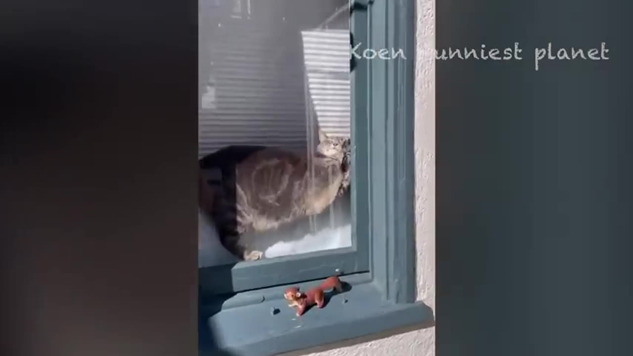 Funny Dogs And Cats Videos 😅 - Best Funniest Animal Videos Of The week
