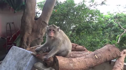 Funny monkey 🐒🐵 video 😂