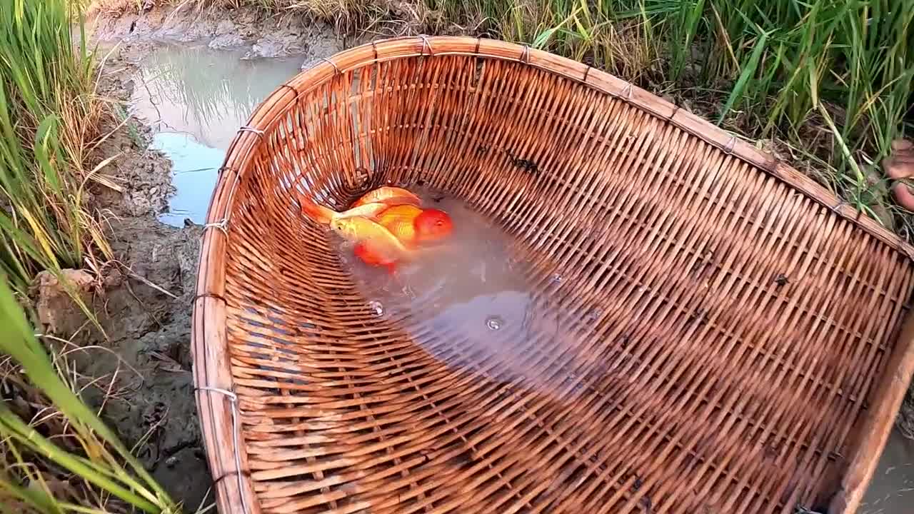 Unbelievable Fishing At Rice Fields- Turtle Koi Blood Parrot Giant Oranda Goldfish Suckermouth Betta