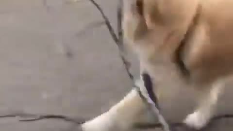 Funny animals videos