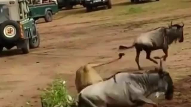 Lions are really good hunter.