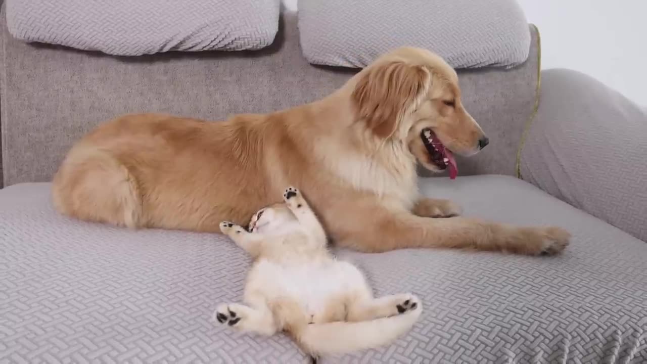 Kitten Goes From Being Afraid of Golden Retrievers to Snuggling to Sleep