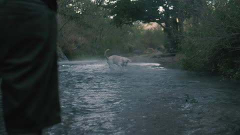 dog in the forest