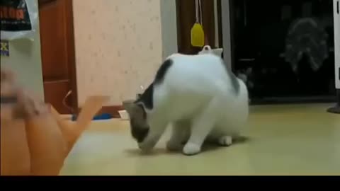 Funny cats