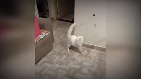 Funny white cat jumping to catch the ball