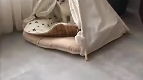 Funny And Cute Dog Situation Sleeping Next To A Cat #Short