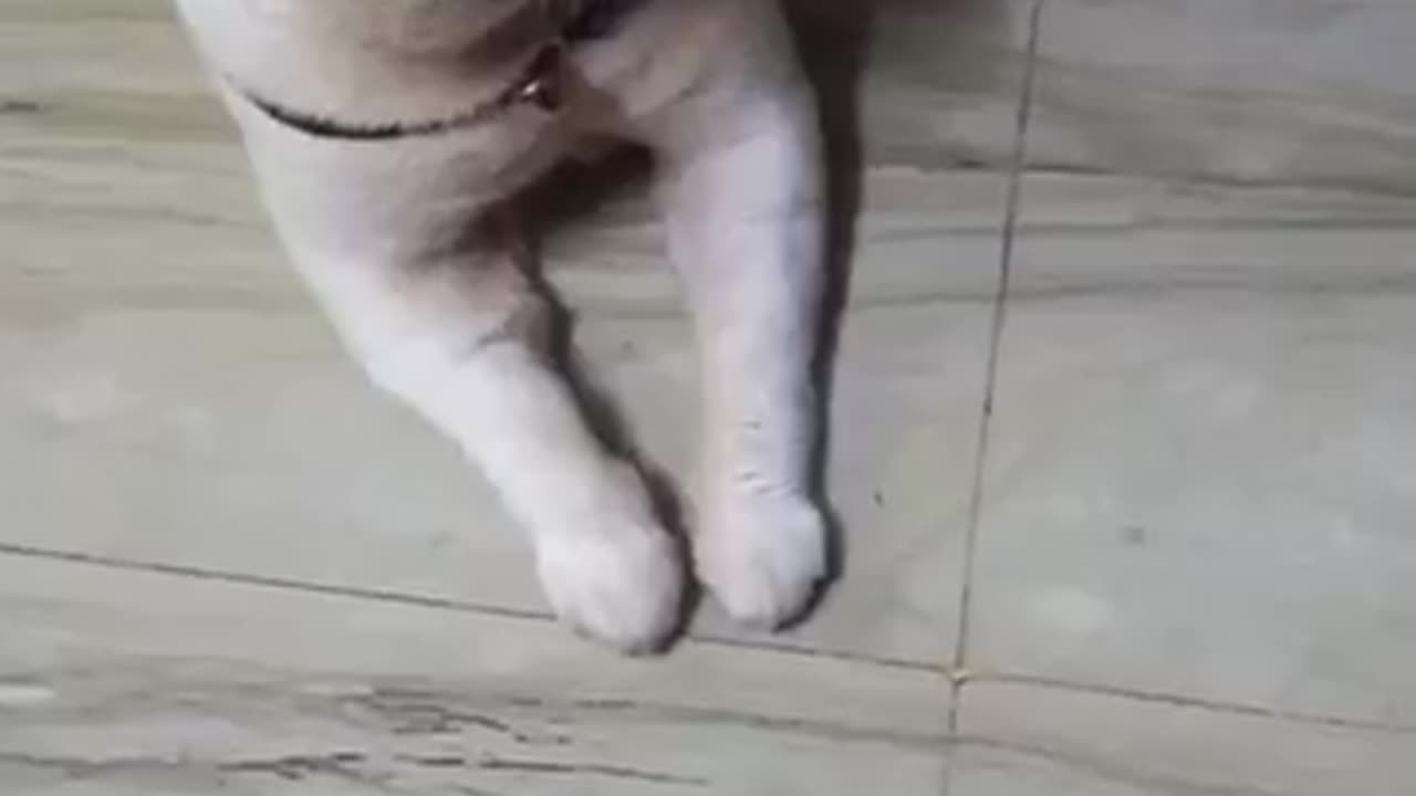 Mama Ka ladla cat