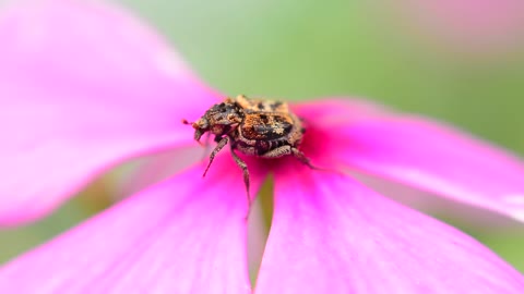 Flower Animal Garden Nature Floral Cute Pink