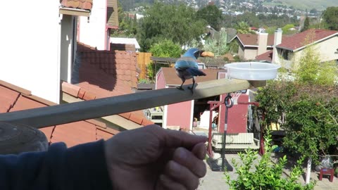 scrub jay slomo feed 1