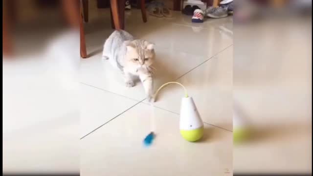 Funny Cats Funny Movements|| Cat's Funny Video's||