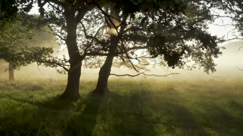 Forest Trees with sunlights