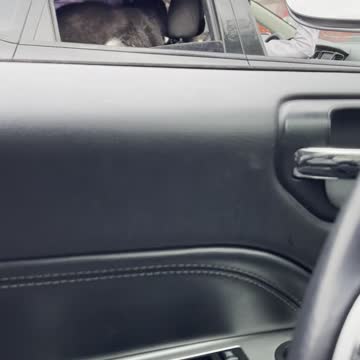 A cute dog in Car
