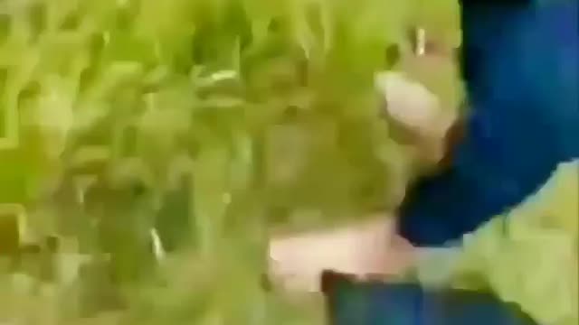 Jungle me mungle krte hue