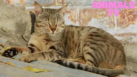 "Pawsitively Adorable: A Compilation of Cute Cat Moments"11