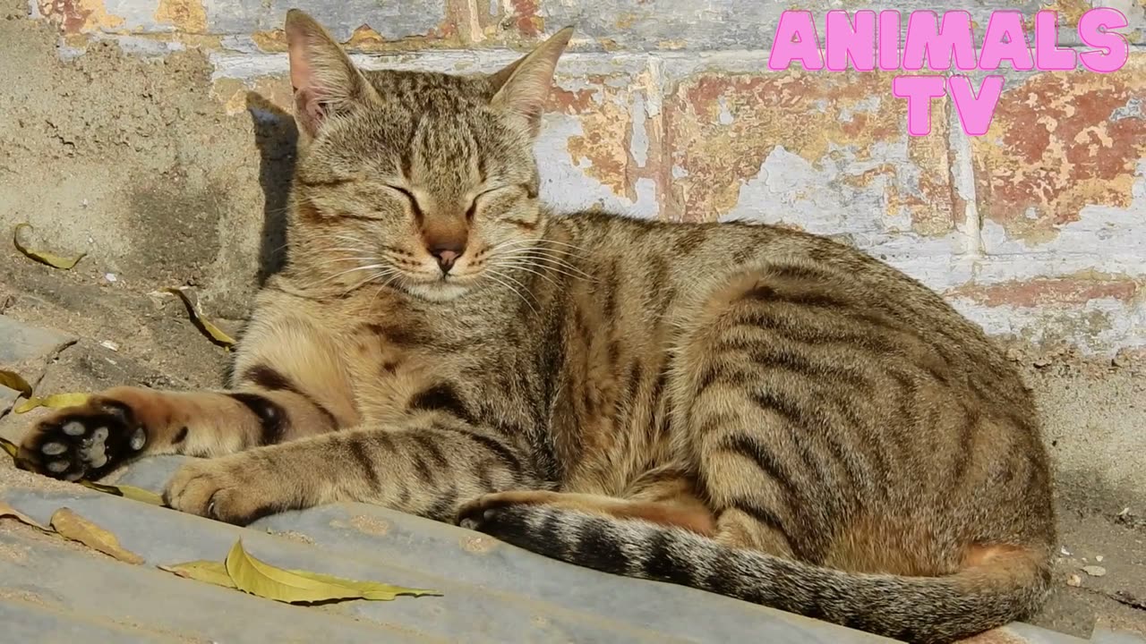 "Pawsitively Adorable: A Compilation of Cute Cat Moments"11
