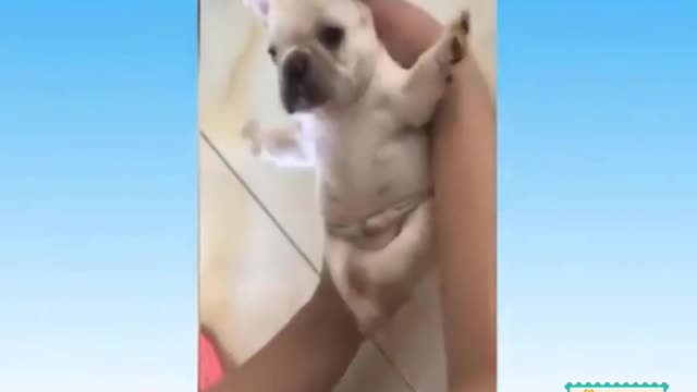 Funny Dog