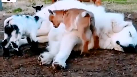 Funny animals