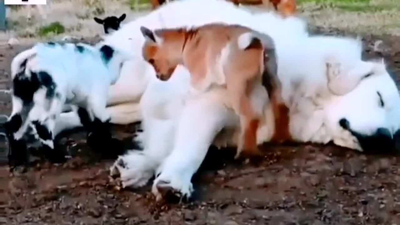 Funny animals