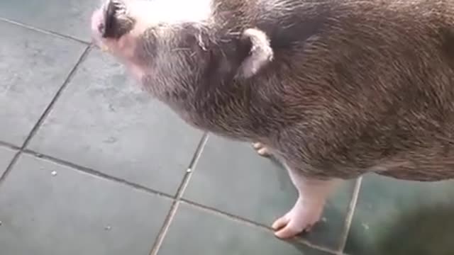 Ark of Grace..NOBLE EATS FROM A SPOON!!