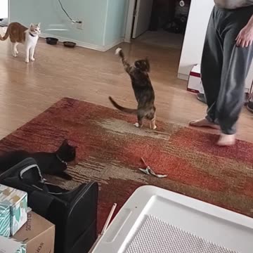 Playing with a "flying" mouse