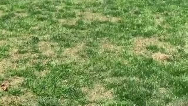 I am in search of one of the rarest animals the Bubba head