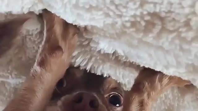 Funny little animals