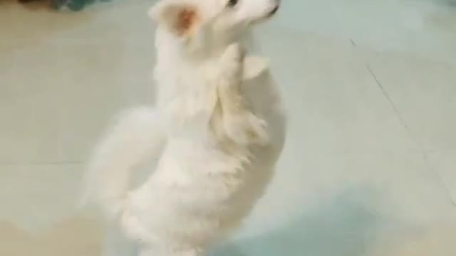 Cute puppy | cute dog | lovly pat | dog lover