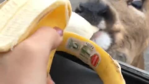 Animal Movie the 15 millionth