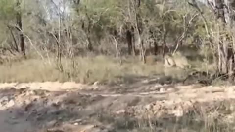 OMG! Crazy Leopards Attack Caused The Man To Almost Lose His Life - Crazy Moments Of Leopard