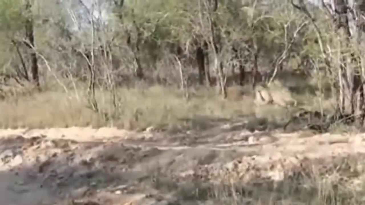 OMG! Crazy Leopards Attack Caused The Man To Almost Lose His Life - Crazy Moments Of Leopard