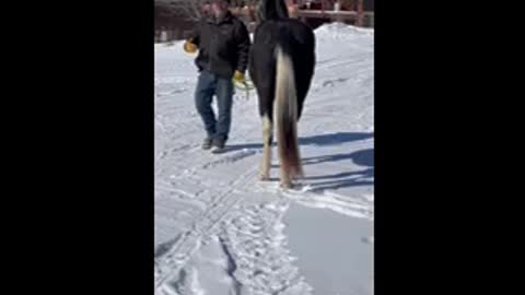 Traveler comes home.