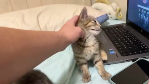 Kittens getting settled in