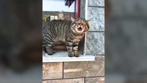 😁 Can cat talk if you say no then watch this video that proves you wrong 😁