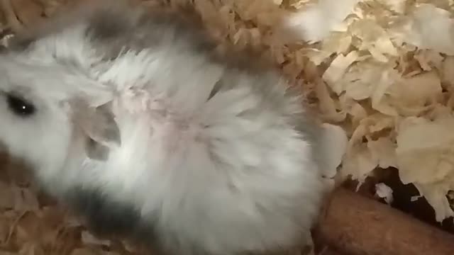 Dancing hamster